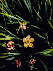 flowers and butterfly