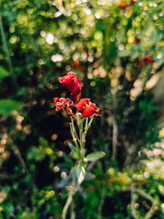 red rose in the garden