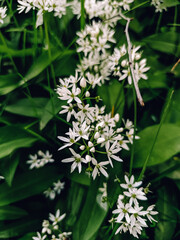 white flowers