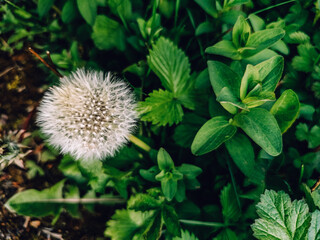dandelion seed head