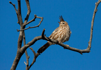 Small crested bird perching on the dry branches of a tree