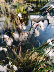 grass and flowers