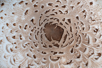 Mushroom cap texture close-up (Macrolepiota procera)