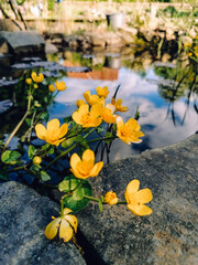 yellow flowers in water