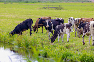 Flock of black white and brown Dutch cows nibbling grass on green meadow along canal, Typical summer polder landscape in Holland, Open farm with dairy cattle on the field in countryside, Netherlands.