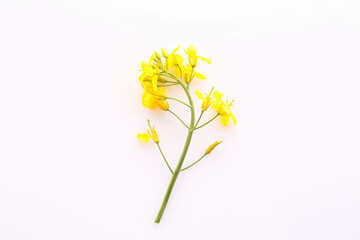 Beautiful yellow rapeseed flowers on white background, top view