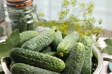 Fresh green cucumbers in colander on table, closeup. Pickling vegetables