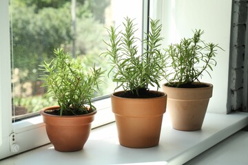 Aromatic rosemary plants in pots on windowsill indoors