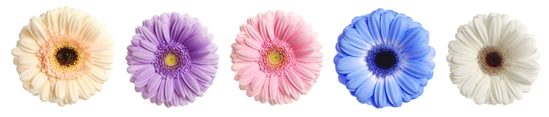 Selbstklebende Fototapeten Gerbera Many beautiful gerbera flowers isolated on white, set  © New Africa