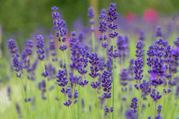 Lavendel