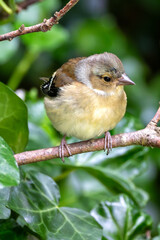 Chaffinch (Fringilla coelebs) - Spotted in Father Collins Park, Dublin, Ireland