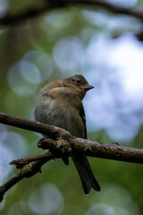 Chaffinch (Fringilla coelebs) - Spotted in Father Collins Park, Dublin, Ireland