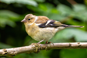 Chaffinch (Fringilla coelebs) - Spotted in Father Collins Park, Dublin, Ireland