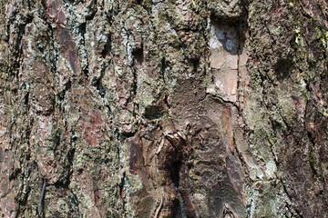 Rough texture of bark. Background photo concept with wood or tree bark as a background.