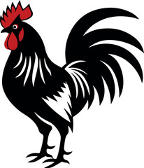 rooster isolated on white background