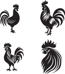 rooster isolated on white background