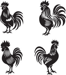 rooster isolated on white background