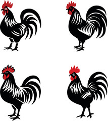 rooster isolated on white background