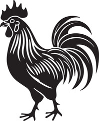 rooster isolated on white background