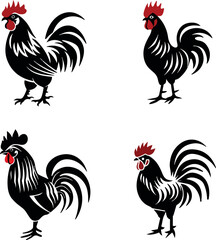 rooster isolated on white background