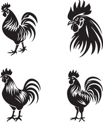rooster isolated on white background