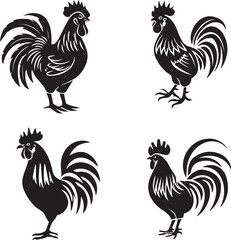 rooster isolated on white background