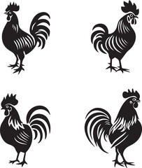 rooster isolated on white background