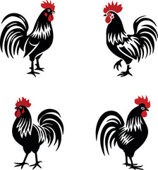 rooster isolated on white background