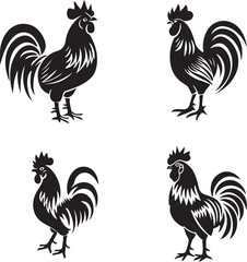 rooster isolated on white background