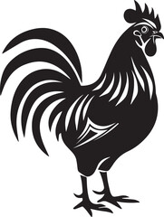 rooster isolated on white background