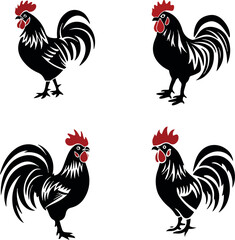 rooster isolated on white background