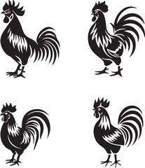 rooster isolated on white background