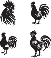 rooster isolated on white background