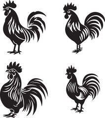 rooster isolated on white background
