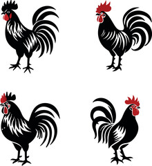 rooster isolated on white background