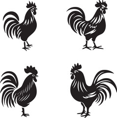 rooster isolated on white background