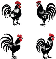 rooster isolated on white background