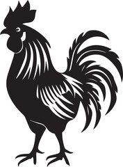 rooster isolated on white background