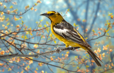 Bullock's Oriole Bird Close-up Perched on a Branch in the Meadow.