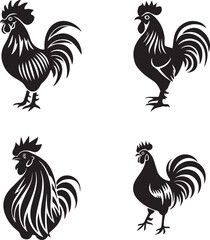 rooster isolated on white background