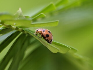 Epilachna borealis on a leaf with blur background