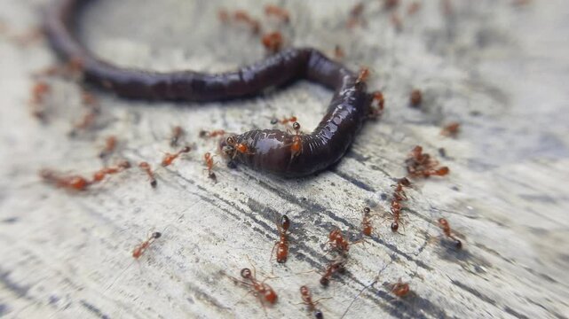 Worm surrounded by red ants