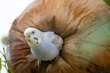 Beautiful parrot in the morning Raising parrots in Thailand © nopporn