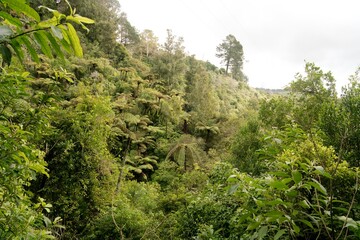 Big Ferns in the forest