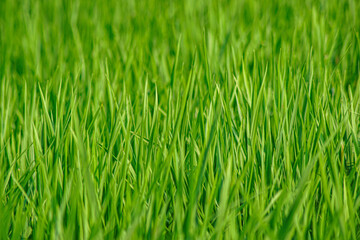 rice plant (Oryza sativa) in the field