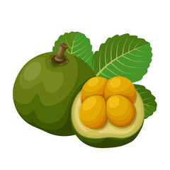 Vector illustration of Caryocar brasiliense, known as pequi, or souari bean, isolated on white background.