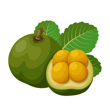 Vector illustration of Caryocar brasiliense, known as pequi, or souari bean, isolated on white background.