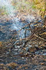 the remains of burnt branches on the edge of the forest