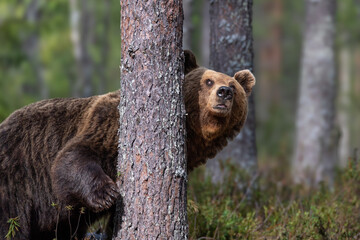 何かを発見したヒグマ