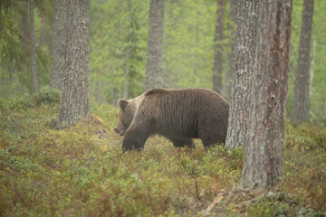 森をいくヒグマ